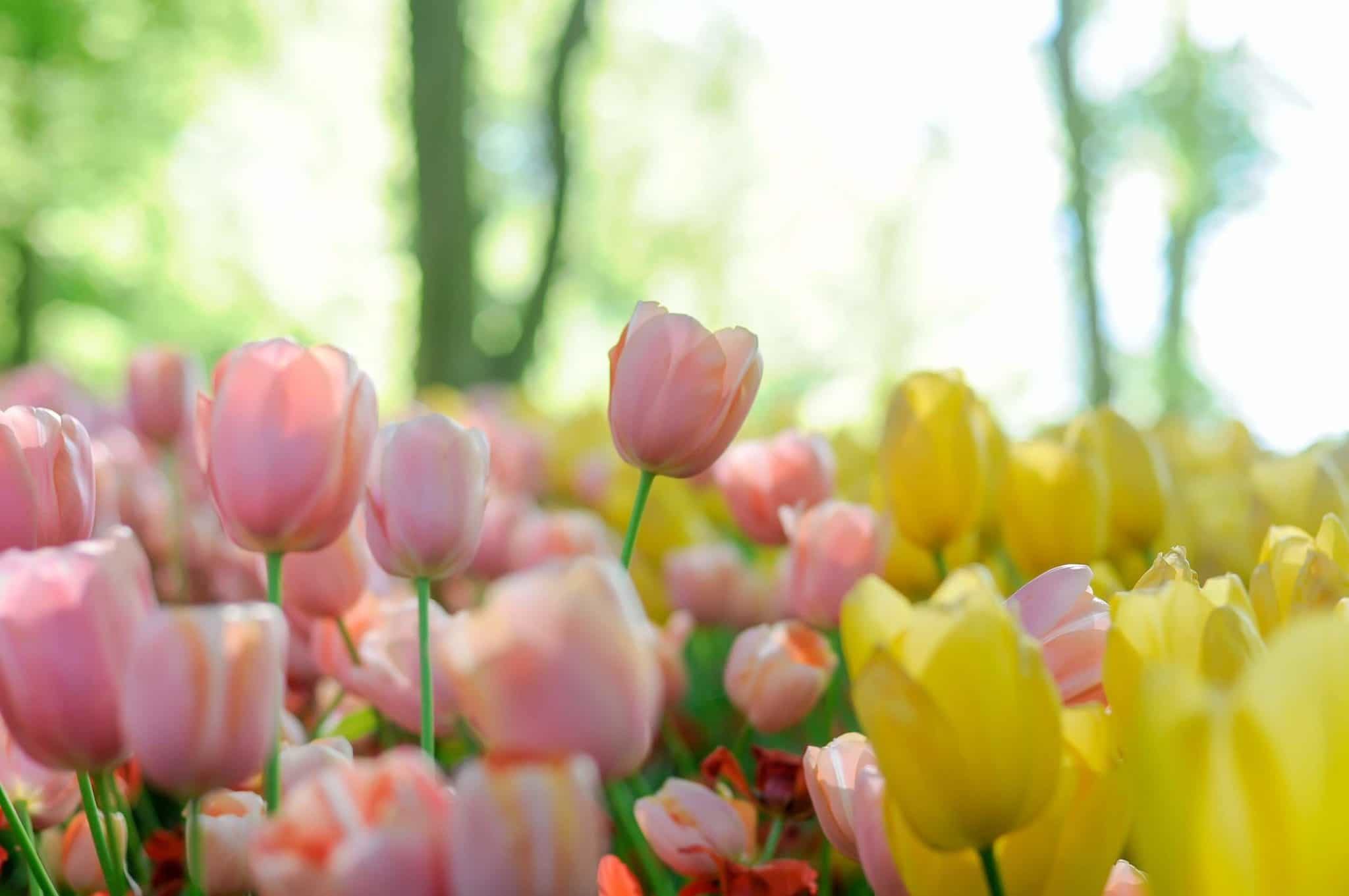 Keukenhof